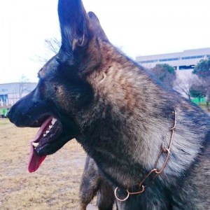 Ошейник-удавка Sprenger для немецкой овчарки «Control Dog»